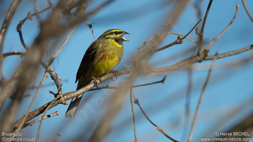 Cirl Bunting male adult breeding