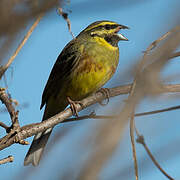 Cirl Bunting