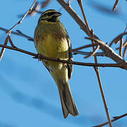 Cirl Bunting