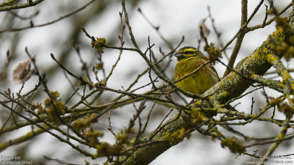 Cirl Bunting male adult breeding