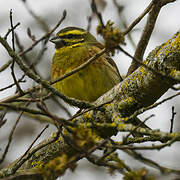 Cirl Bunting