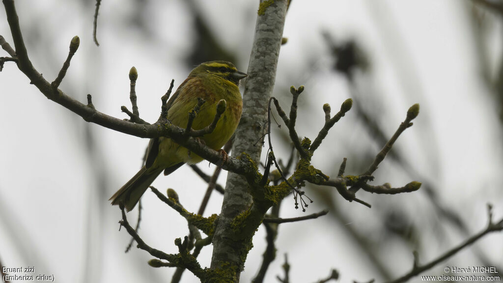 Cirl Bunting male adult breeding