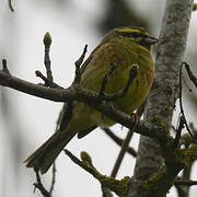 Cirl Bunting