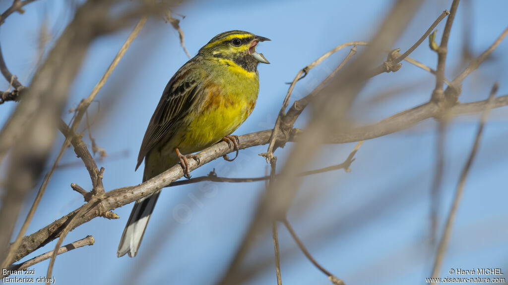 Cirl Bunting male adult breeding