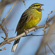 Cirl Bunting