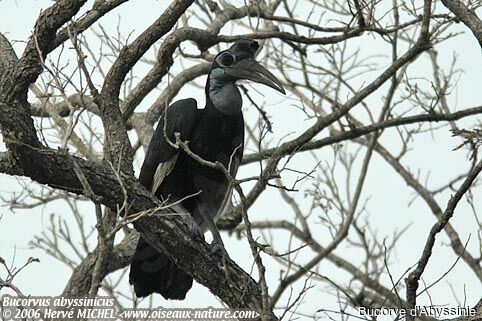 Abyssinian Ground Hornbill