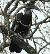 Abyssinian Ground Hornbill