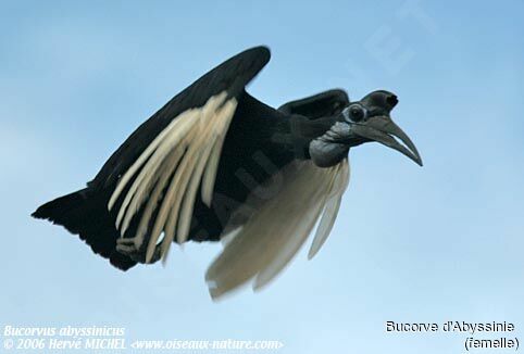 Abyssinian Ground Hornbill