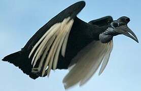 Abyssinian Ground Hornbill