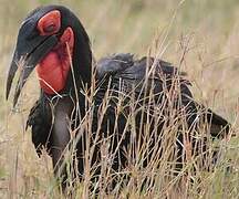 Southern Ground Hornbill