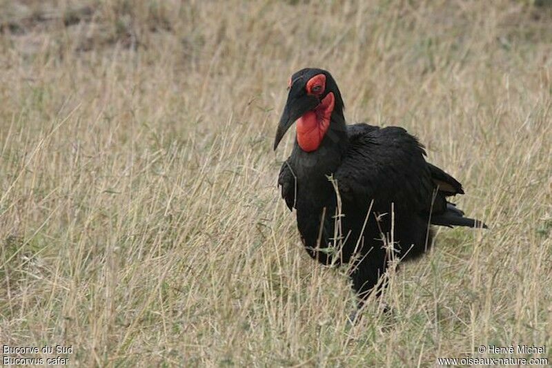 Southern Ground Hornbilladult