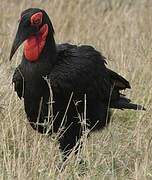 Southern Ground Hornbill