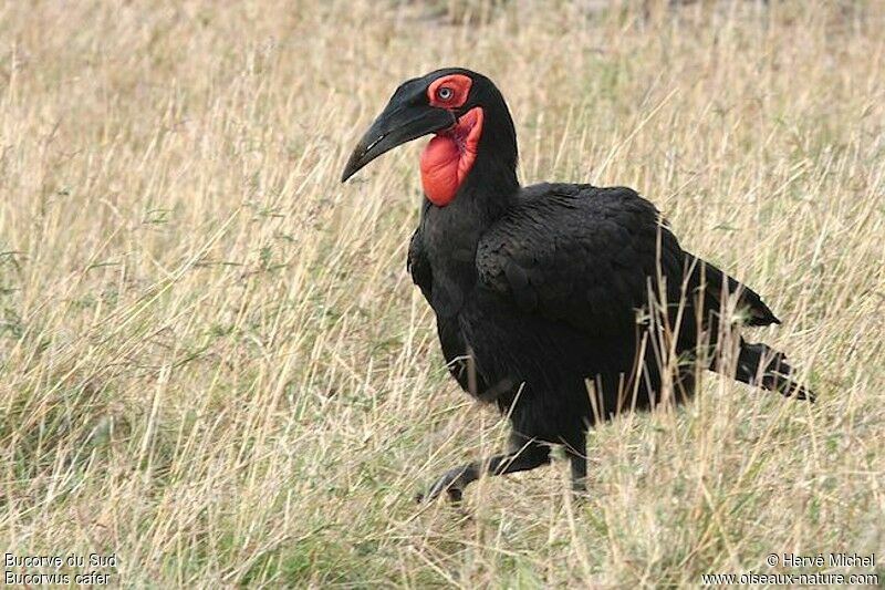 Southern Ground Hornbill male adult