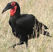 Southern Ground Hornbill