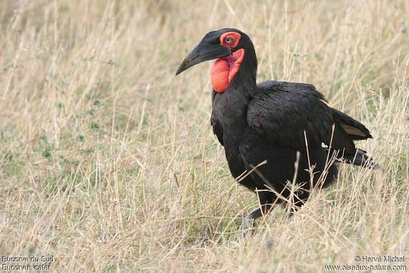 Southern Ground Hornbilladult