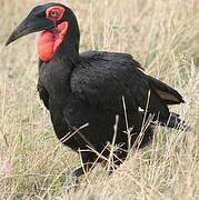 Southern Ground Hornbill