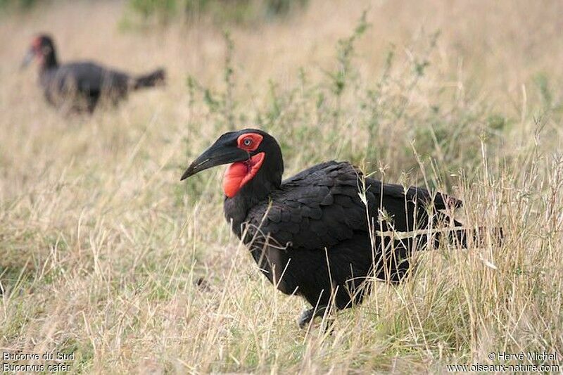 Southern Ground Hornbill male adult