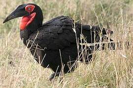 Southern Ground Hornbill