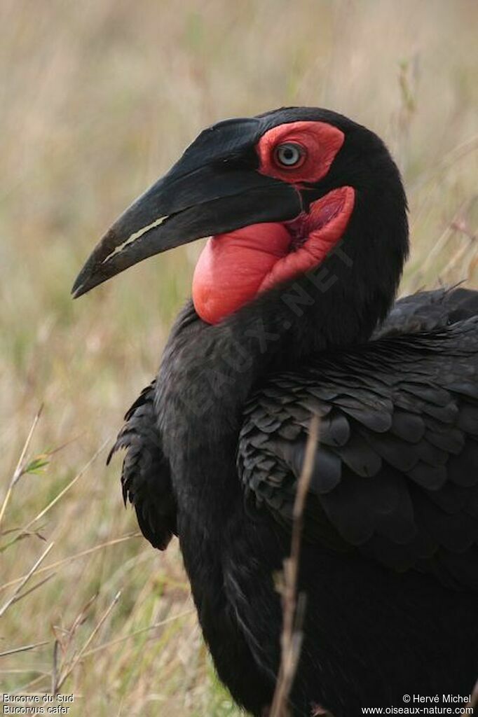 Southern Ground Hornbill male adult