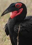 Southern Ground Hornbill