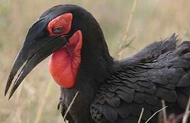 Southern Ground Hornbill