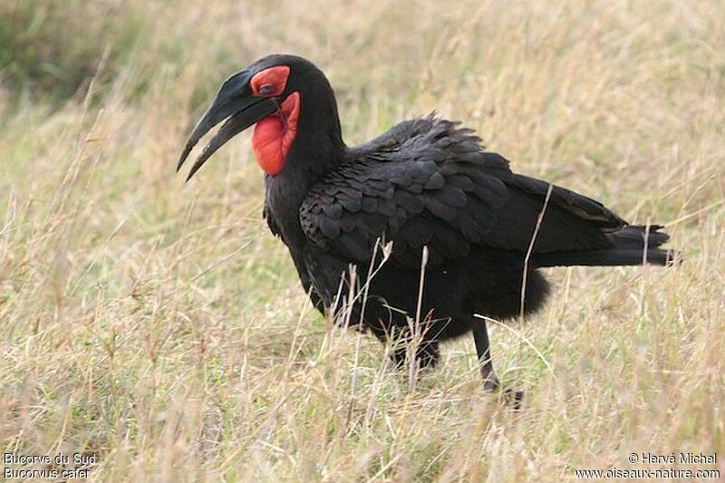 Southern Ground Hornbill male adult