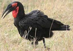 Southern Ground Hornbill