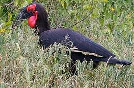 Southern Ground Hornbill