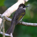 Bulbul à ailes vertes