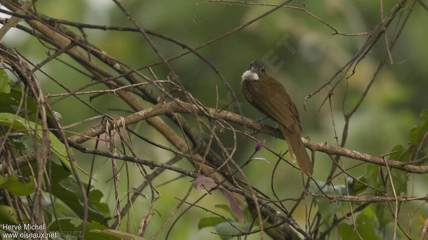 Red-tailed Greenbul