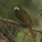 Bulbul à barbe blanche