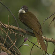 Bulbul à barbe blanche