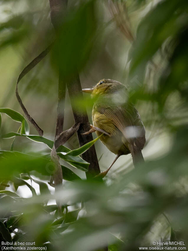 Bulbul à bec court