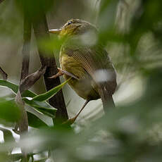 Bulbul à bec court