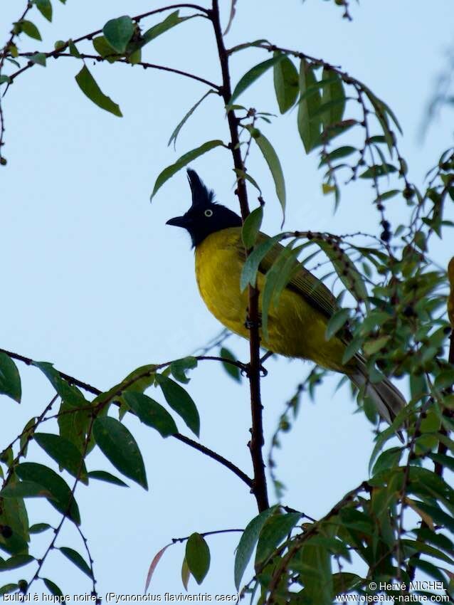 Bulbul à huppe noireadulte