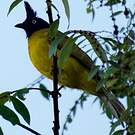 Bulbul à huppe noire
