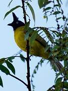 Bulbul à huppe noire