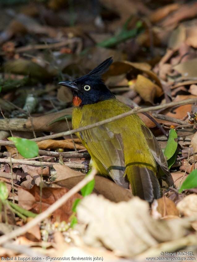 Bulbul à huppe noireadulte