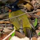 Bulbul à huppe noire