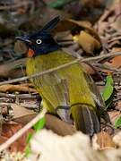 Bulbul à huppe noire