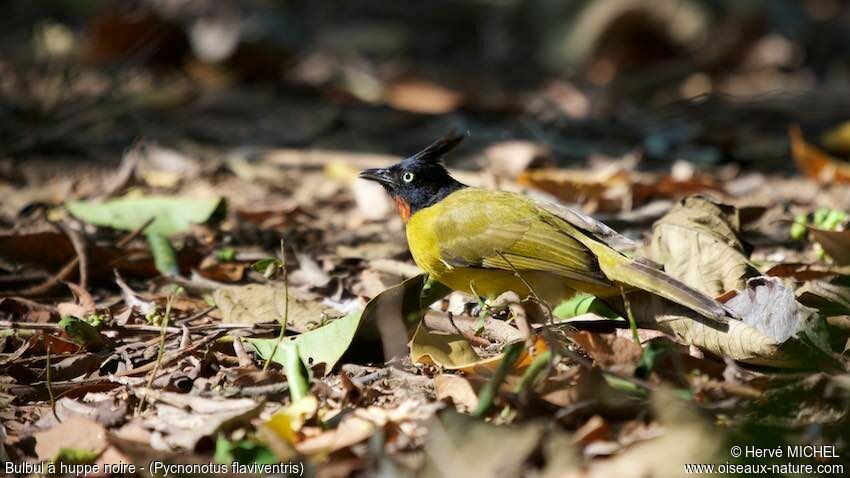 Bulbul à huppe noireadulte