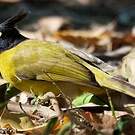 Bulbul à huppe noire