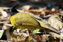 Bulbul à huppe noire