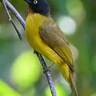 Bulbul à huppe noire