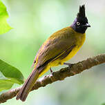 Bulbul à huppe noire