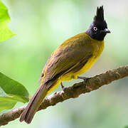 Bulbul à huppe noire