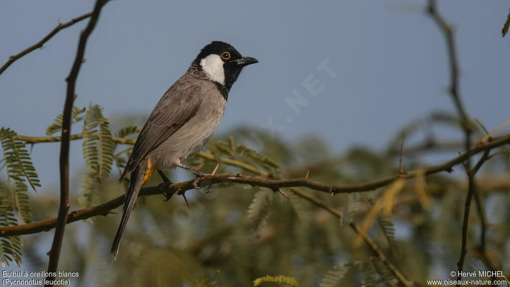 Bulbul à oreillons blancsadulte, identification