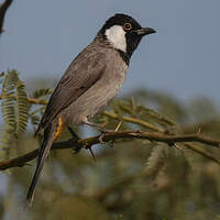 Bulbul à oreillons blancs