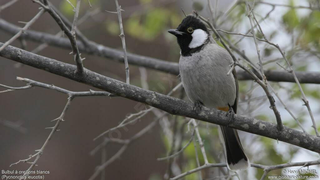 White-eared Bulbul