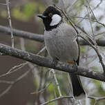 Bulbul à oreillons blancs